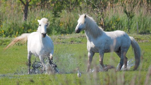 Chevaux camarguais